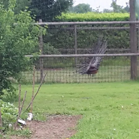 Отель Ca' Amedeo